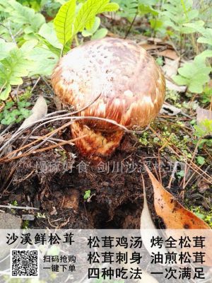 新鲜的松茸怎么吃效果最好_http://www.jzs.cc_分享_第1张