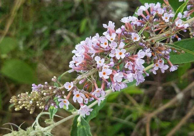 蒙花与蒙杆花的区别_http://www.jzs.cc_交流_第1张