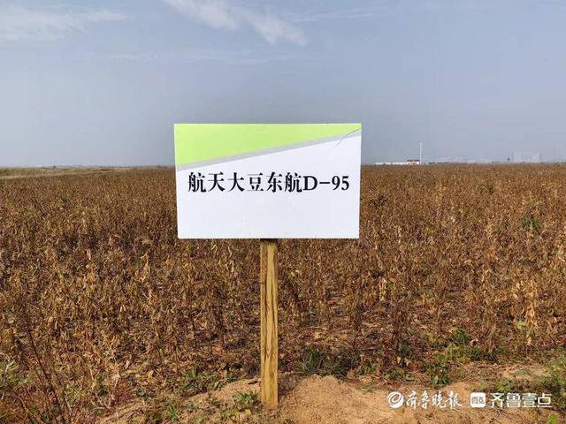 盐碱地大豆种植的成本和利润 丰收大豆亩产445斤_http://www.jzs.cc_交流_第1张