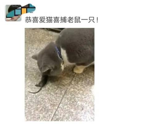 现在的宠物猫还能抓老鼠吗_http://www.jzs.cc_娱乐_第1张