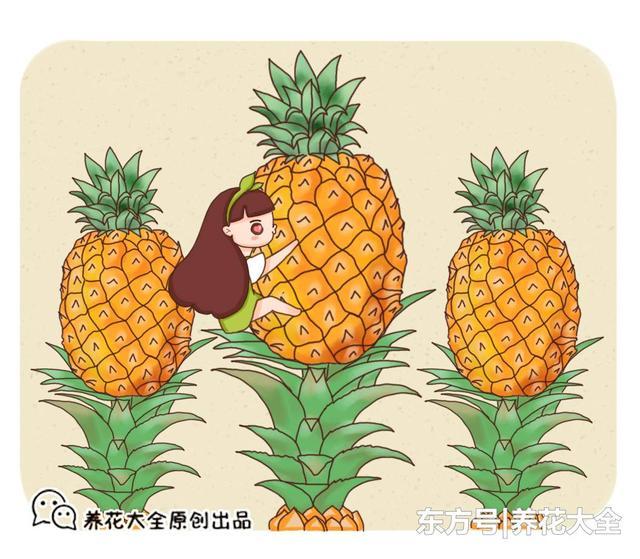 菠萝适合什么季节吃_http://www.jzs.cc_生活_第1张