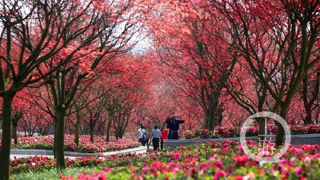 最美红枫湖花海_http://www.jzs.cc_生活_第1张