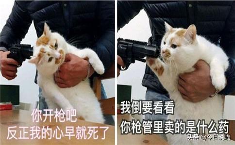 比较常见的宠物猫品种有哪些_http://www.jzs.cc_发现_第1张