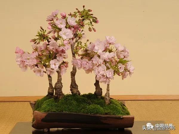 大樱花盆景展示_http://www.jzs.cc_发现_第1张