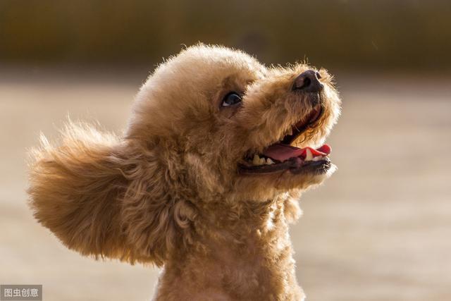 泰迪犬有哪些缺点和优点呢_http://www.jzs.cc_发现_第1张