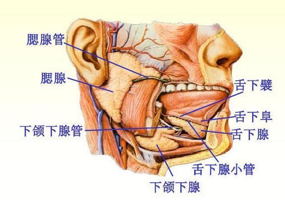 食物消化流程图解_http://www.jzs.cc_交流_第1张