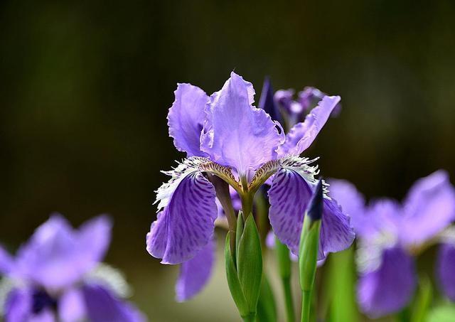 盘点十种既悲伤又虐心的花语的花_http://www.jzs.cc_交流_第1张