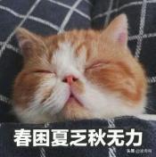 猫咪的4种睡姿代表什么_http://www.jzs.cc_交流_第1张