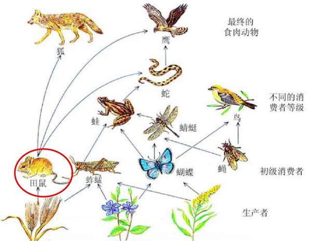 蝙蝠是老鼠演变过来的吗_http://www.jzs.cc_交流_第1张