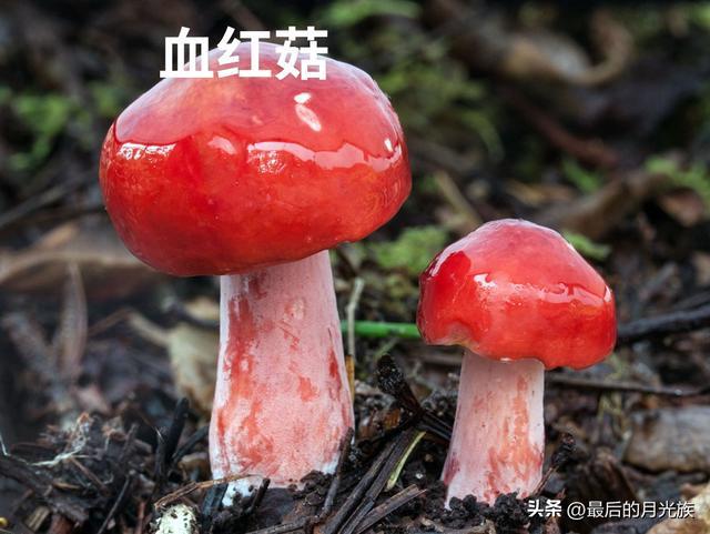 教大家怎么分辨有毒蘑菇_http://www.jzs.cc_记录_第1张