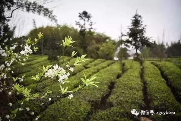 春茶绿茶的特点_http://www.jzs.cc_记录_第1张