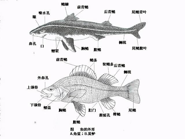 你知道海洋里哪些鱼儿是硬骨鱼吗_http://www.jzs.cc_记录_第1张