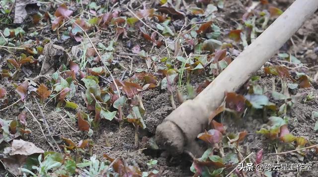 折耳根最新种植方法与技术_http://www.jzs.cc_记录_第1张