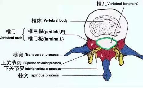 脊柱区肌肉解剖图_http://www.jzs.cc_笔记_第1张