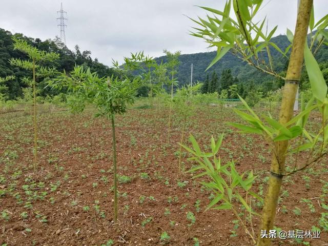 竹子种植技术要点_http://www.jzs.cc_笔记_第1张