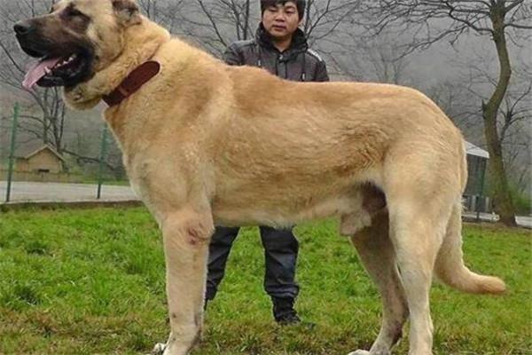 世界名犬凶猛排行榜_http://www.jzs.cc_笔记_第1张