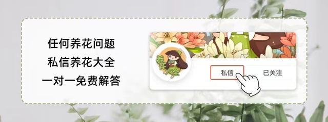 夏季莴苣种植技术大全_http://www.jzs.cc_发现_第1张