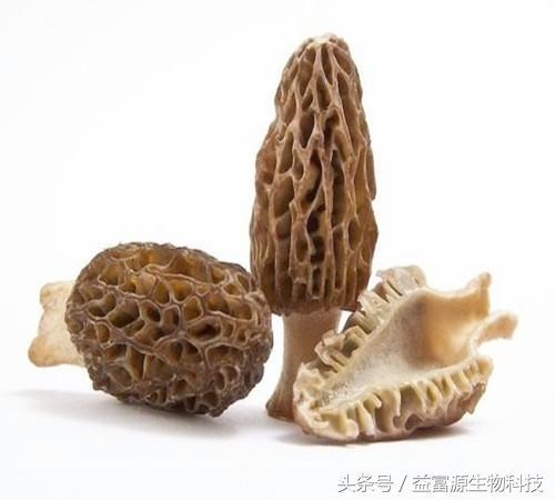 羊肚菌人工栽培的技术_http://www.jzs.cc_发现_第1张