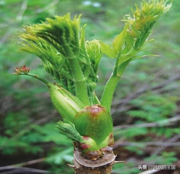 刺老芽野菜的做法_http://www.jzs.cc_发现_第1张