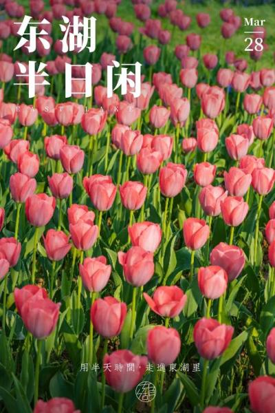 美丽的植物园郁金香花海_http://www.jzs.cc_发现_第1张