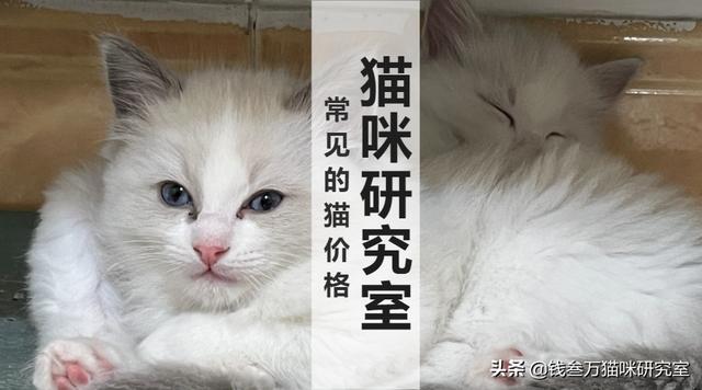 新手养猫选择哪种猫便宜又好粘人_http://www.jzs.cc_发现_第1张